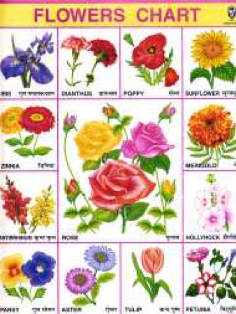 Lehrblatt für Blumennamen in Hindi